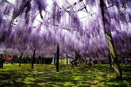 Hanging wisteria