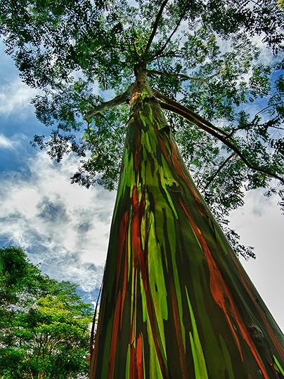 Rainbow Eucalyptus In Kauai, Hawaii