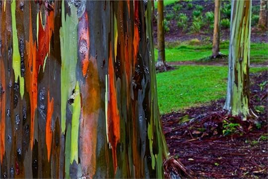 Rainbow eucalyptus trunk