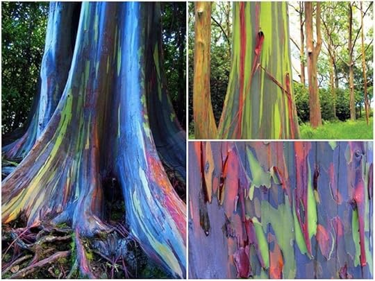 Rainbow eucalyptus triptych