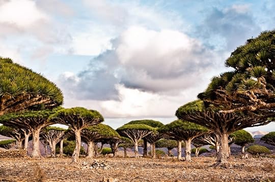 Dragon's blood trees, Socotra Island