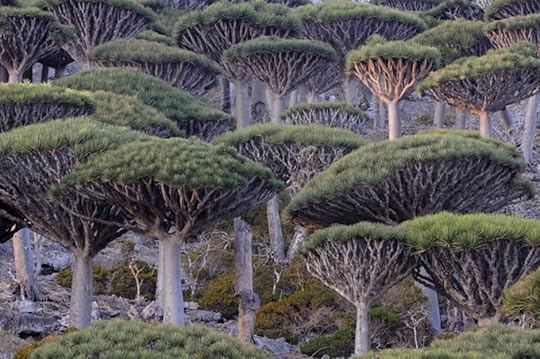 Dragon's blood trees, Socotra Island