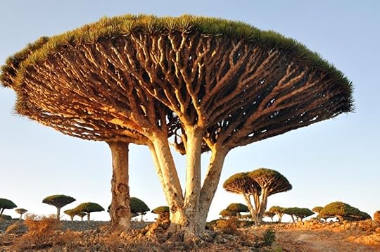 Dragon's blood trees, Socotra Island
