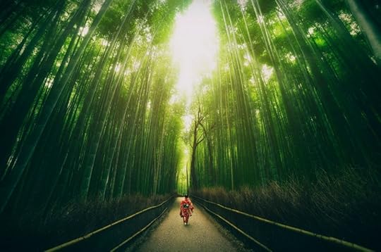 Bamboo forest