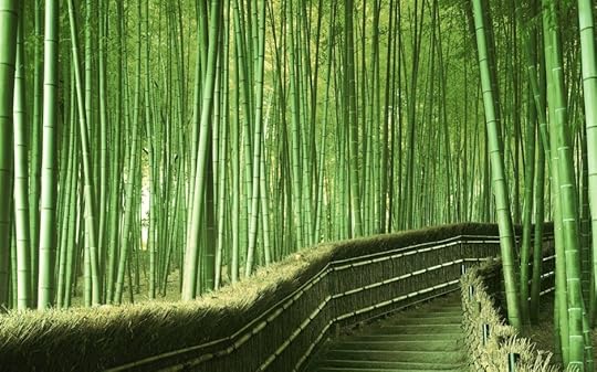 Bamboo forest