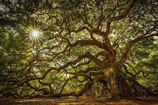 Angel Oak