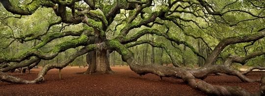 Angel Oak