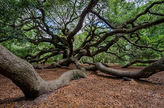 Angel oak