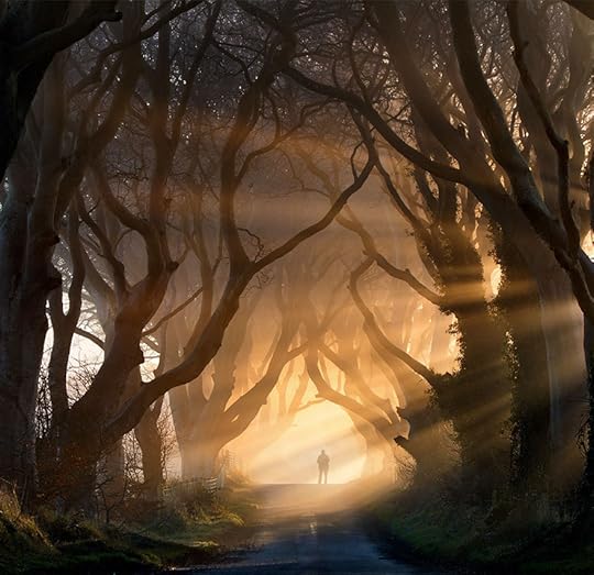 Beech Tree Tunnel, Northern Ireland