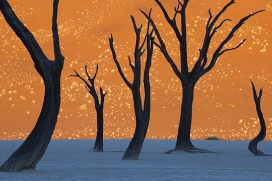Dead Trees Park, Namibia