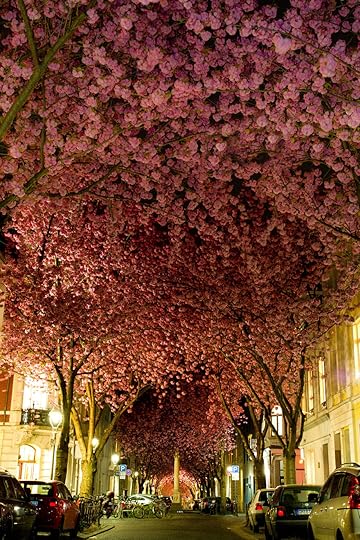 Cherry Blossom in Bonn, Germany