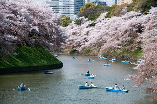Cherry blossom in Tokyo