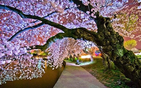 Cherry blossoms, Washington DC