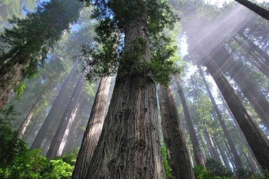 Redwood shafts of light