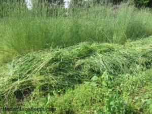 Rye and vetch cut at pollen shed.