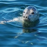 gray seal
