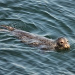 8-9-14_Harbor seal 2