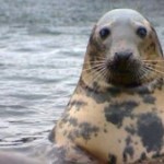 Gray-Seal-300x169