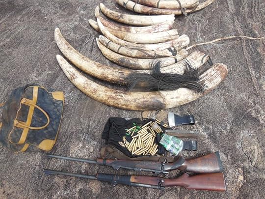 Tusks seized in Niassa raid (Photo: WCS)