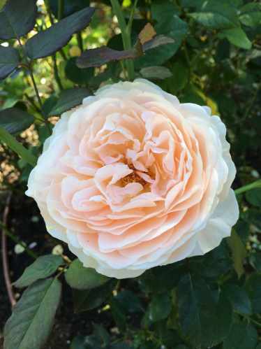 Rose 10