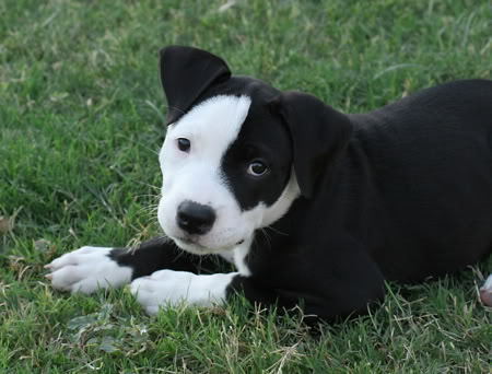 pit bulls playing photo: Pit Bull Puppy pitbull_jpg_w450.jpg