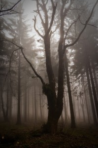 wood-273825_640