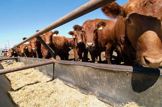 cattle feedlot