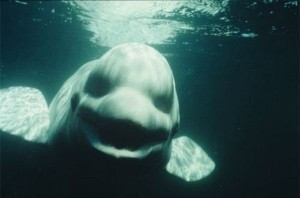 #ballena blanca