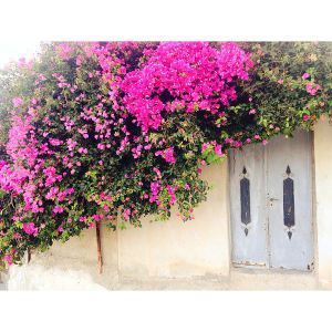 Door_decorated_with_beautiful_flowers_in_a_town_near_Jenin
