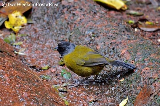 Large-footed Finch, Costa Rica