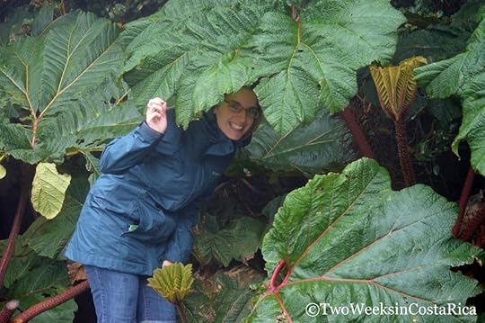 Poor Mans Umbrella. Costa Rica