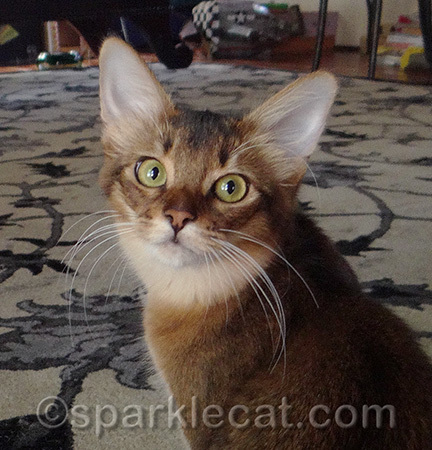 This is MY high school portrait!