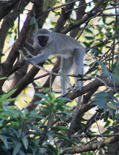 Monkey Looking Innocent - Hah!