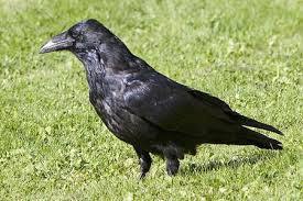 raven