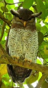 Today's muse: a barred eagle owl