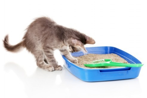 cat_parasite