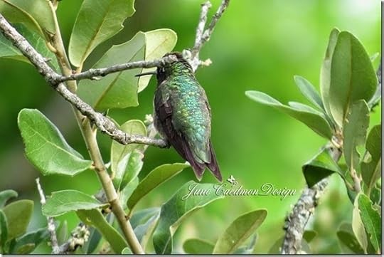 Ruby-throated_Hummingbird_Back