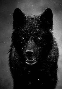 BlackWolfGrayEyes