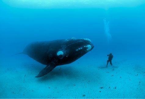 Whale by Brian Skerry (Photograph)