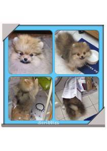 scribbles_puppy_pomeranian