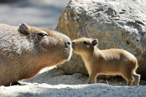 Sweet Capybaras
