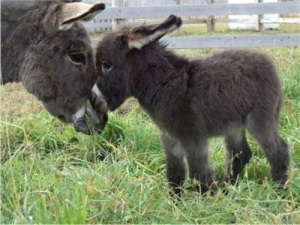 Donkeys