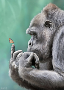 Gorilla admiring the beauty of a butterfly.