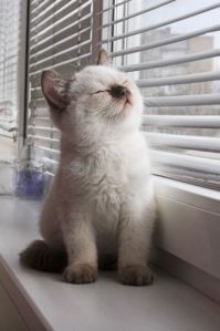 kitty cat enjoying the sun's rays