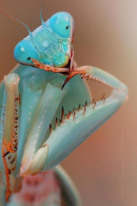 Blue Orchid Mantis (Hymenopus coronatus) Strike a pose! Ha,ha!