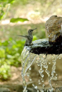 thirsty little humming bird