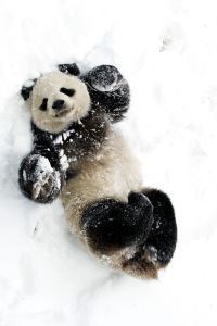 panda bear playing in the snow