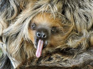 sloth