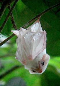 Ghost Bat