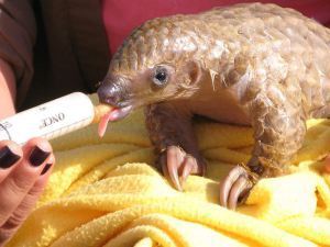 Pangolin
